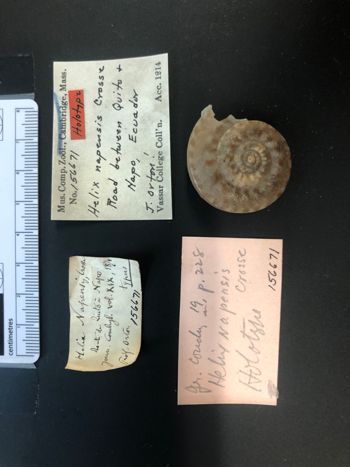 Media type: image; Malacology 156671   Description: view of specimen and labels;